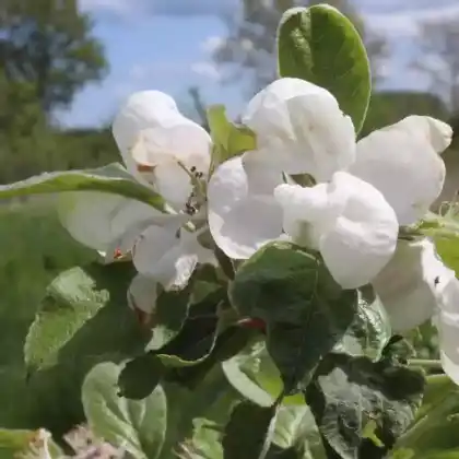 Foto von Herbstapfel 'Schöner von Herrnhut' (Malus 'Schöner von Herrnhut')