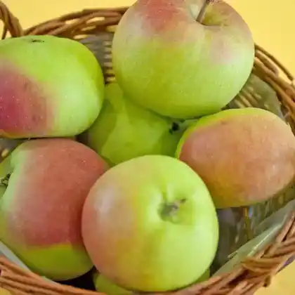 Foto von Winterapfel 'Auralia' (Malus 'Auralia')