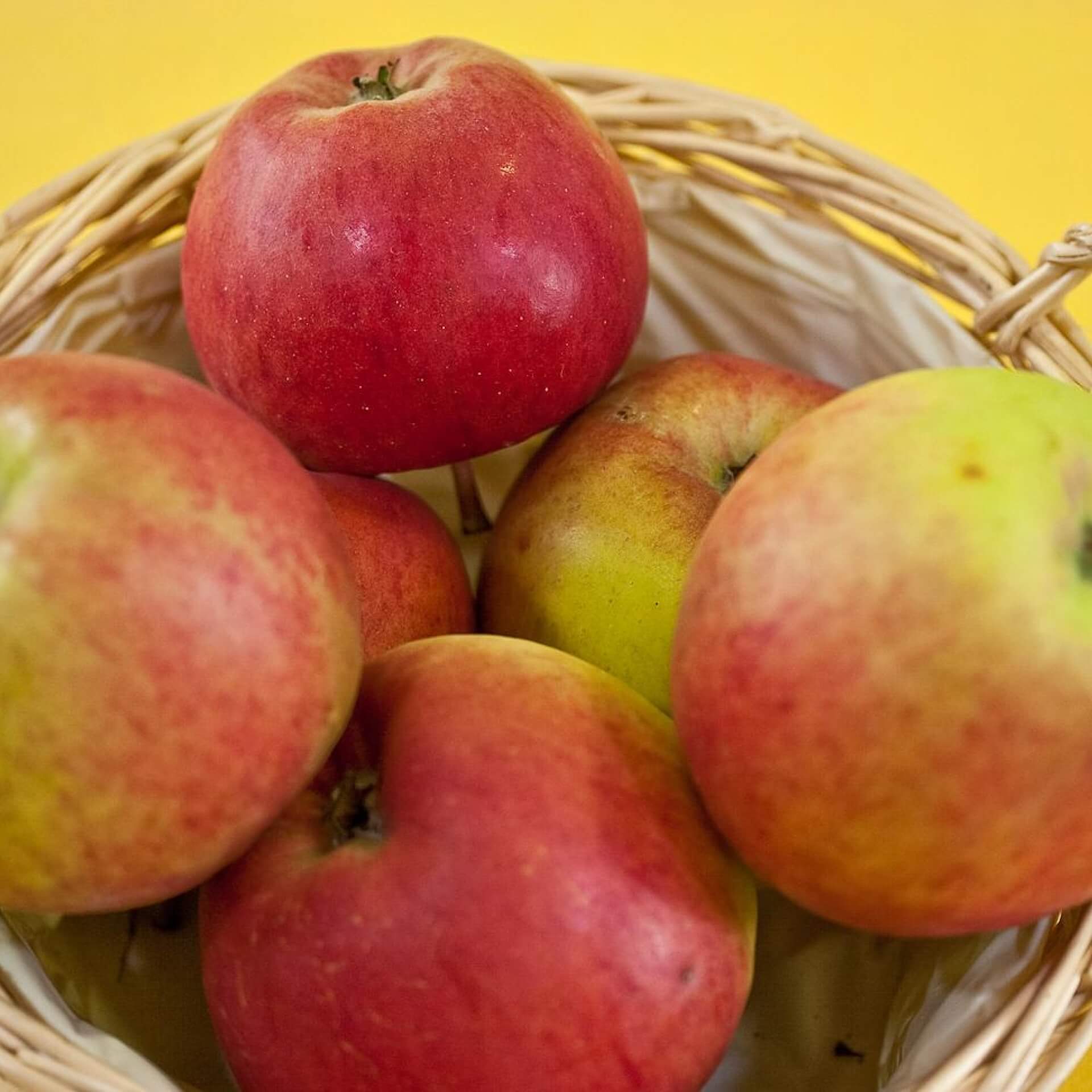 Herbstapfel 'Erwin Baur' (Malus 'Erwin Baur')