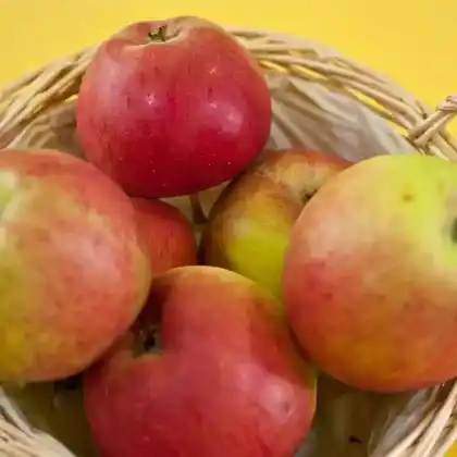 Foto von Herbstapfel 'Erwin Baur' (Malus 'Erwin Baur')
