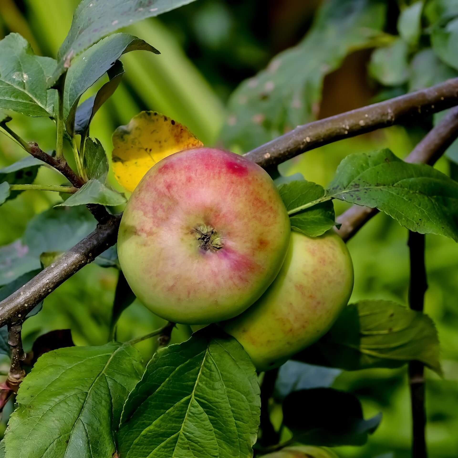 Herbstapfel \'Jakob Fischer\': dein Garten ökologisch & pflegeleicht