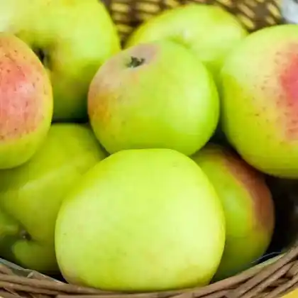 Foto von Winterapfel 'Galloway Pepping' (Malus 'Galloway Pepping')