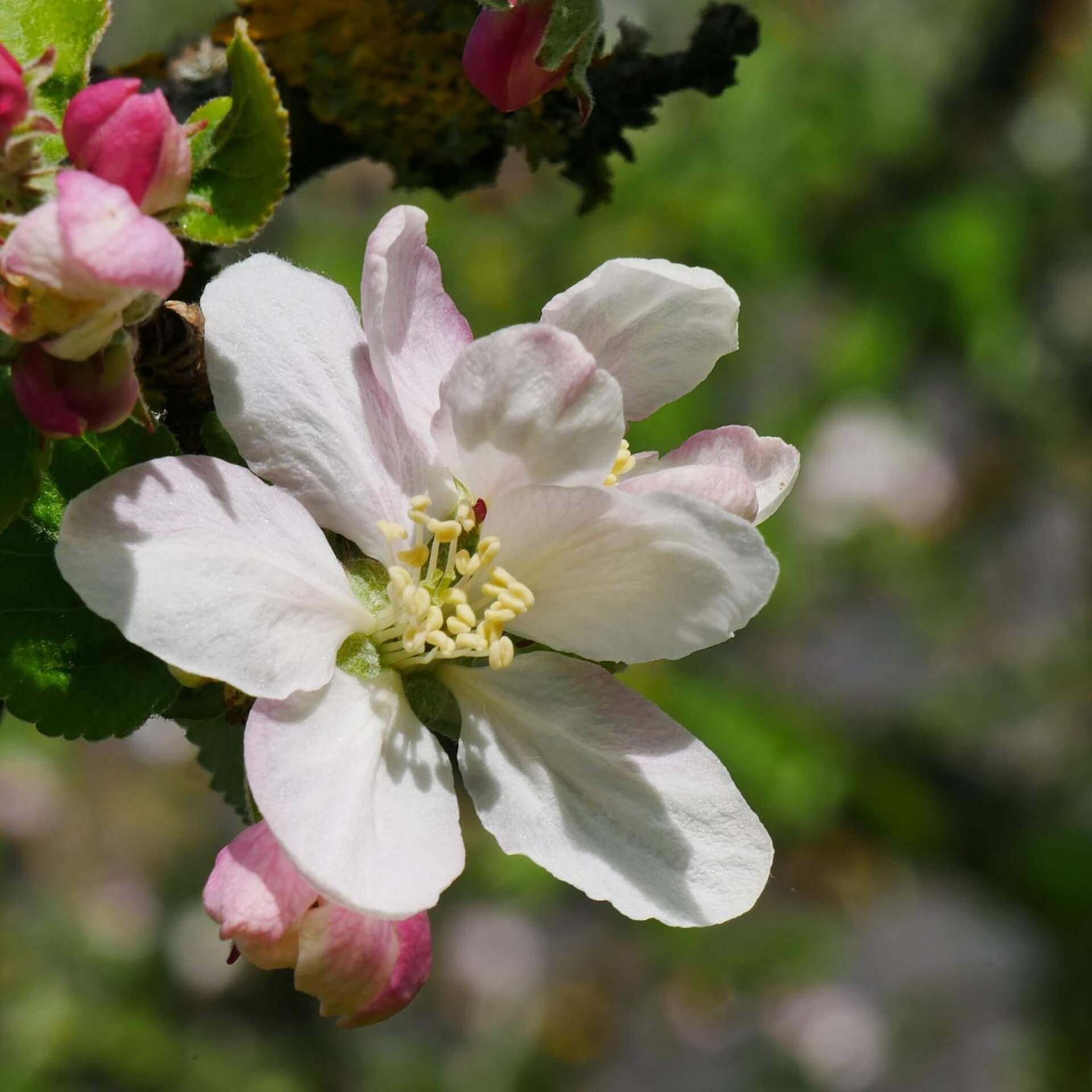 Apfel 'Minister von Hammerstein' (Malus 'Minister von Hammerstein')