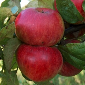Apfel \'Alkmene\': dein Garten ökologisch & pflegeleicht