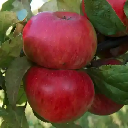 Foto von Herbstapfel 'Prinz Albrecht von Preußen' (Malus 'Prinz Albrecht von Preußen')