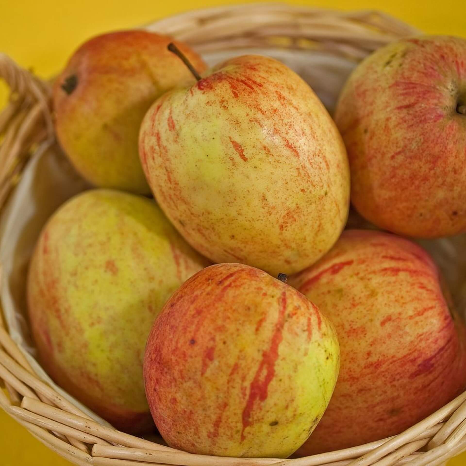 Herbstapfel 'Prinzenapfel' (Malus 'Prinzenapfel')