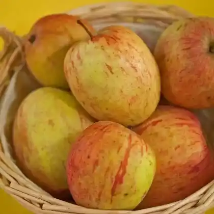 Foto von Herbstapfel 'Prinzenapfel' (Malus 'Prinzenapfel')