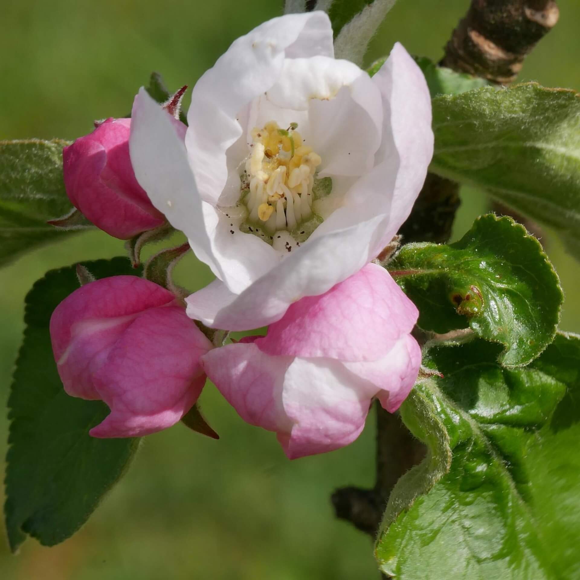 Winterapfel 'Riesenboiken' (Malus 'Riesenboiken')