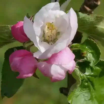 Foto von Winterapfel 'Riesenboiken' (Malus 'Riesenboiken')
