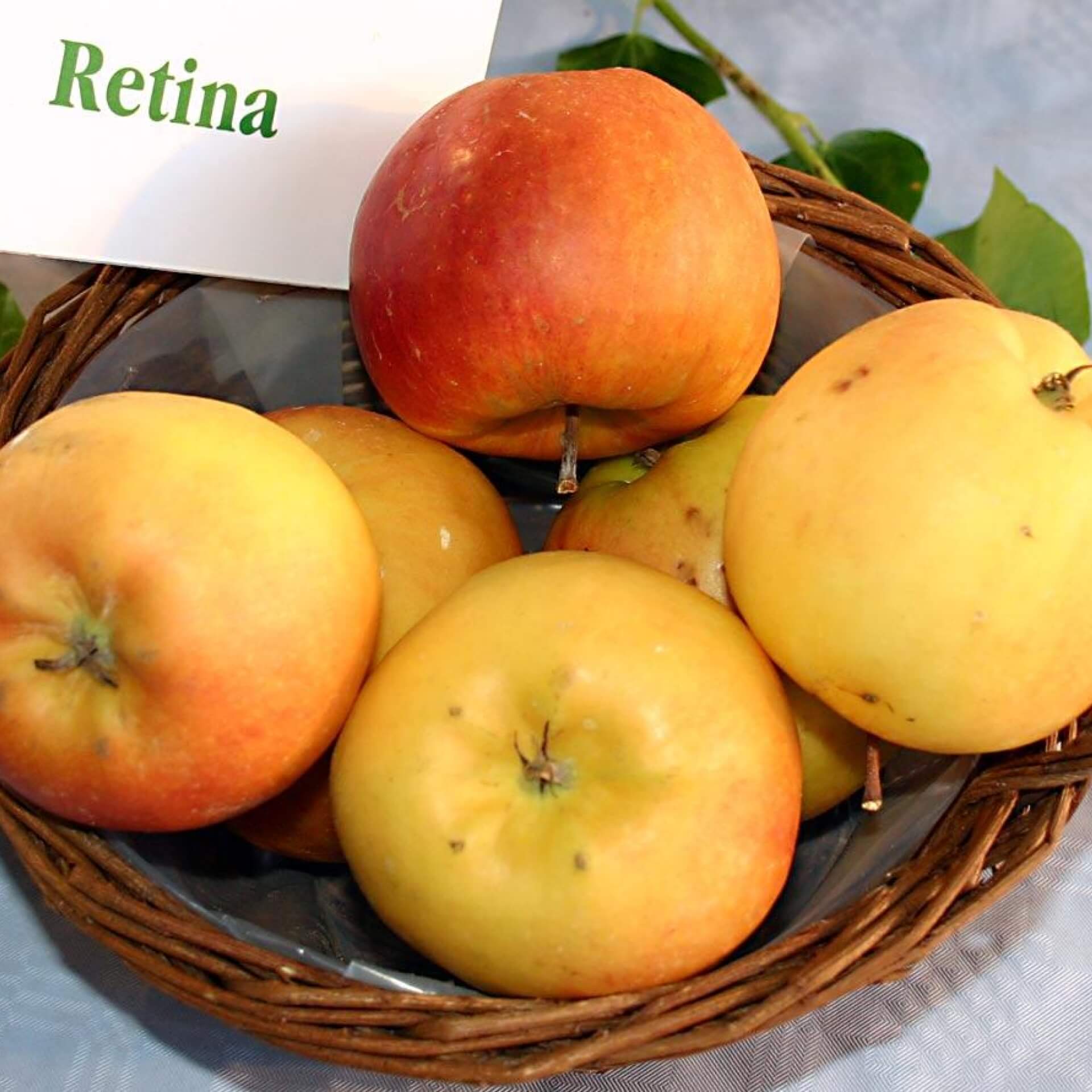 Sommerapfel 'Retina' (Malus 'Retina')