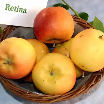 Foto von Sommerapfel 'Retina' (Malus 'Retina')