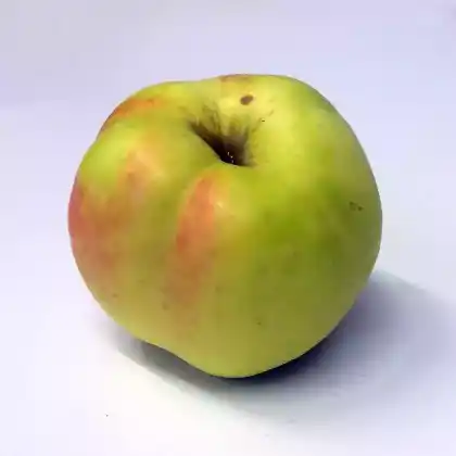 Foto von Herbstapfel 'Filippa' (Malus 'Filippa')