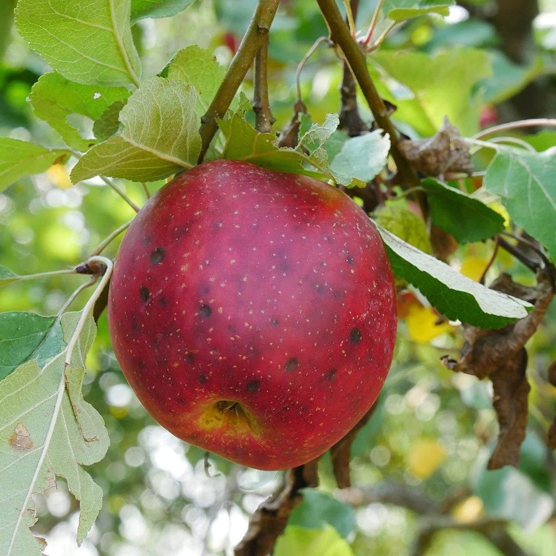 Winterapfel 'Purpurroter Cousinot' (Malus 'Purpurroter Cousinot')