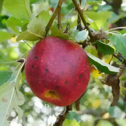 Foto von Winterapfel 'Purpurroter Cousinot' (Malus 'Purpurroter Cousinot')