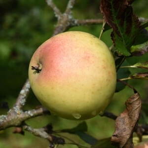 Apfel 'Alkmene': dein Garten ökologisch & pflegeleicht
