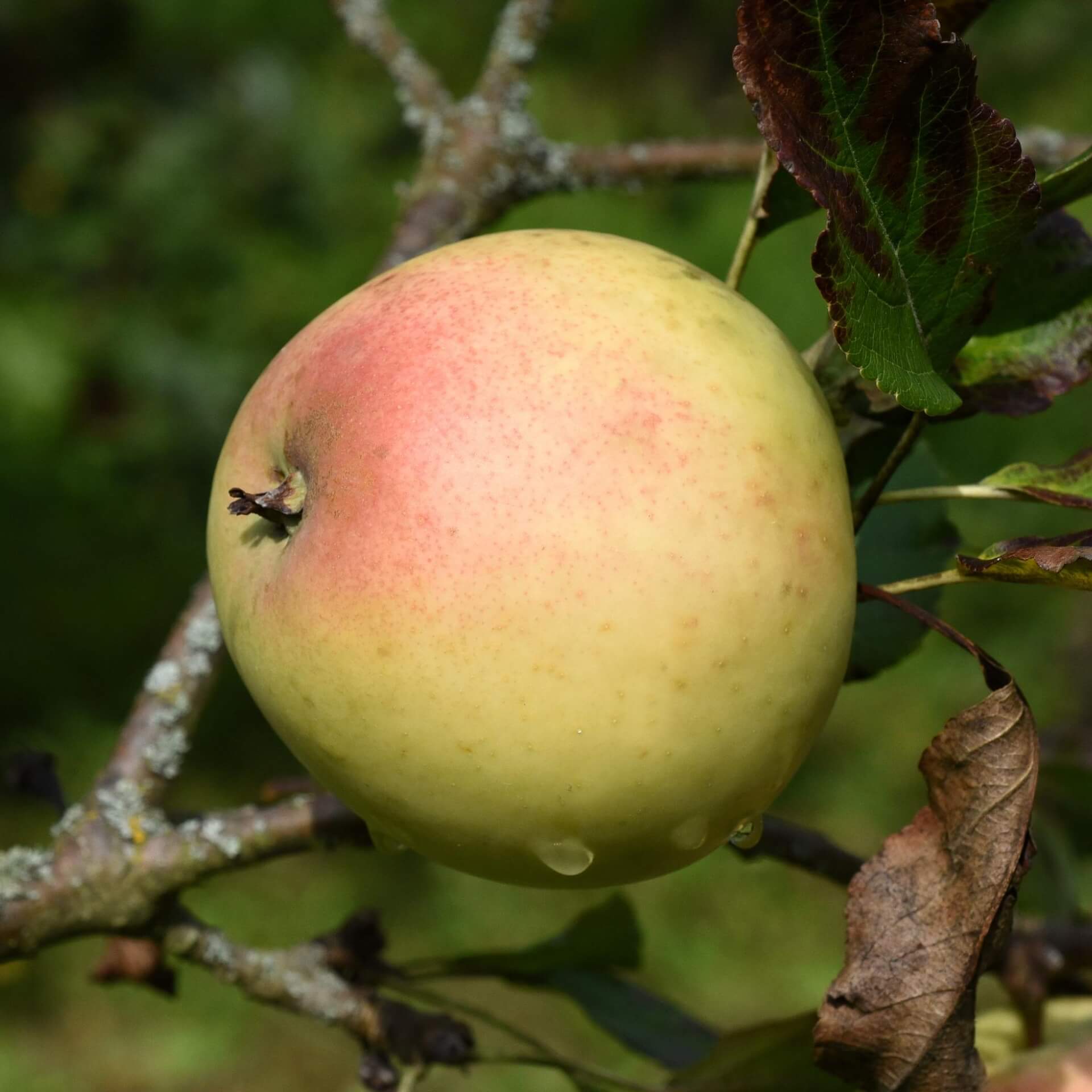 Herbstapfel 'Grahams Jubiläumsapfel' (Malus 'Grahams Jubiläumsapfel')