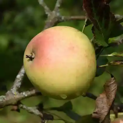 Foto von Herbstapfel 'Grahams Jubiläumsapfel' (Malus 'Grahams Jubiläumsapfel')