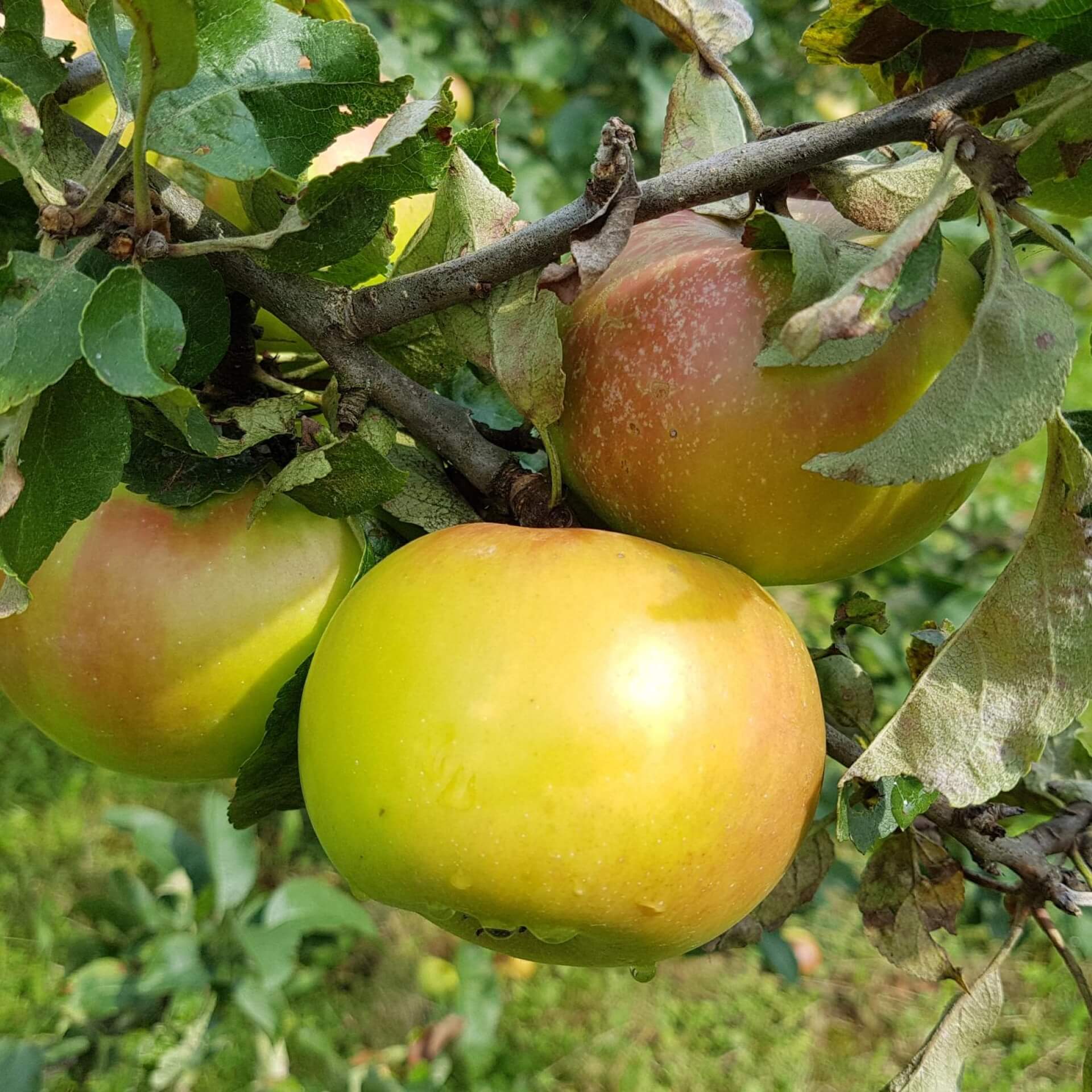 Apfel 'Brettacher' (Malus 'Brettacher')