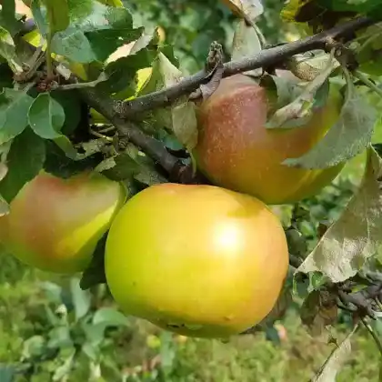 Foto von Apfel 'Brettacher' (Malus 'Brettacher')