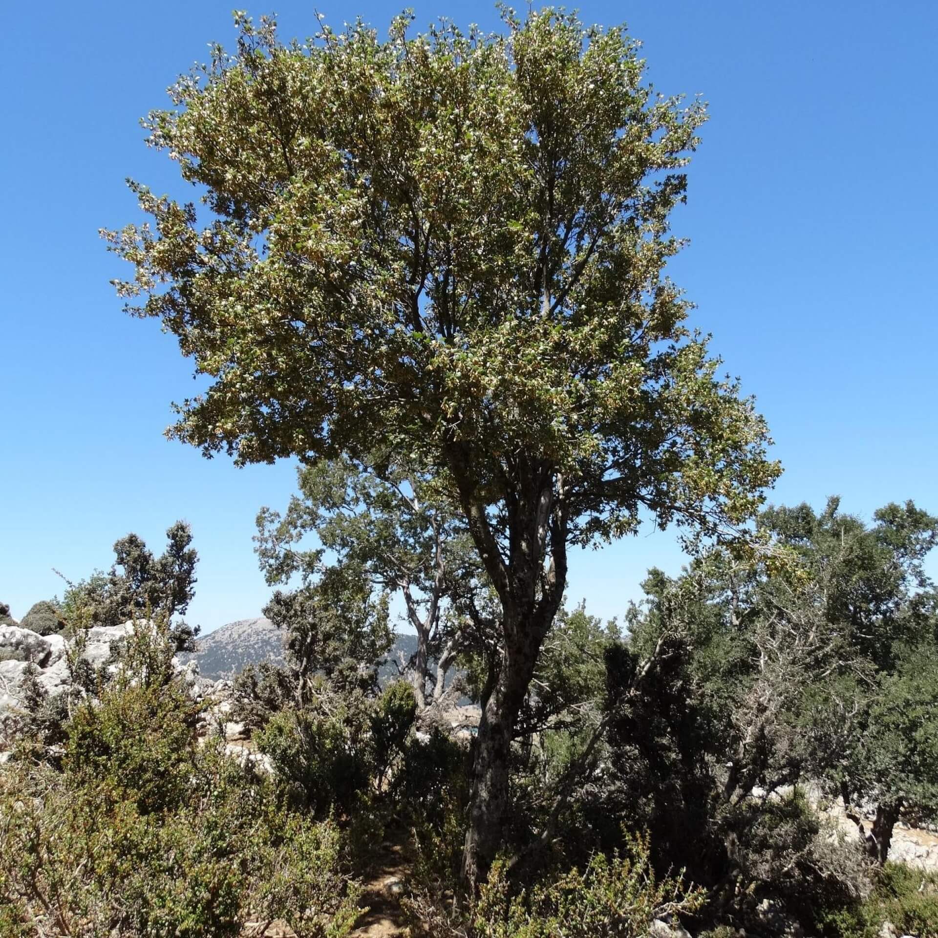 Kretischer Ahorn (Acer sempervirens)