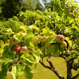 Malus 'Charlamowsky'
