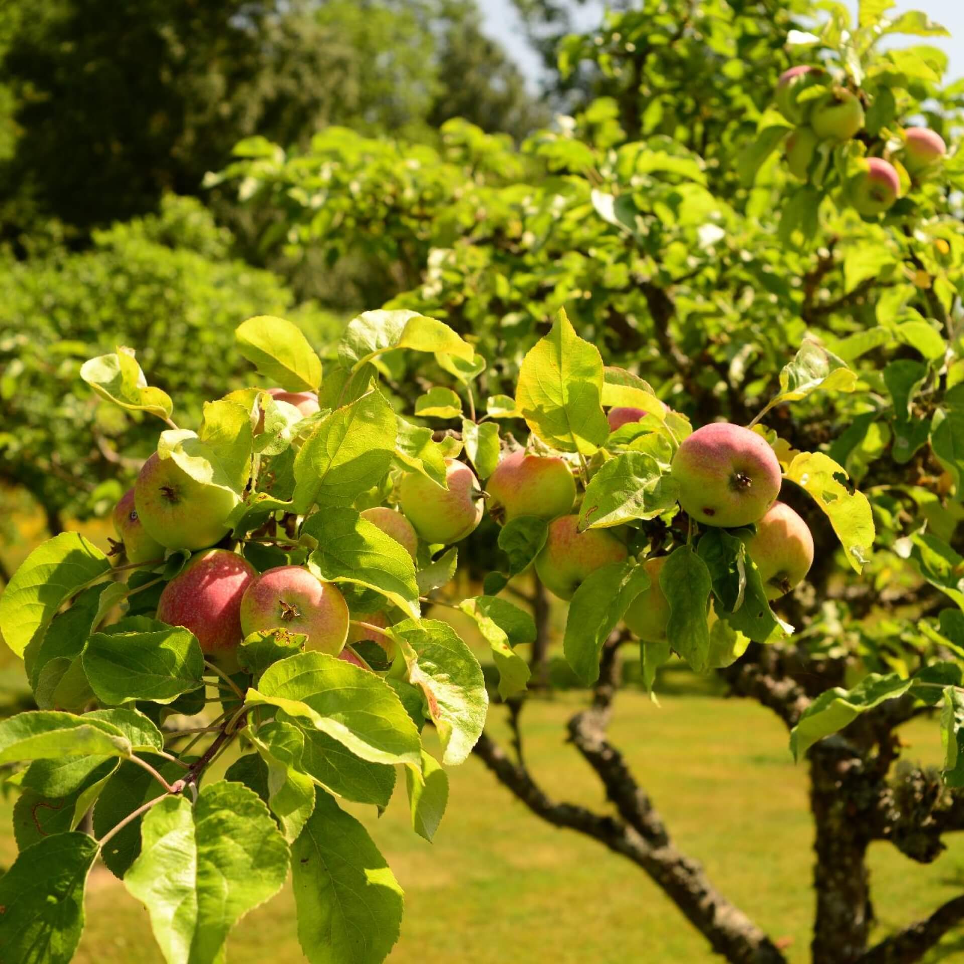 Sommerapfel 'Charlamowsky' (Malus 'Charlamowsky')