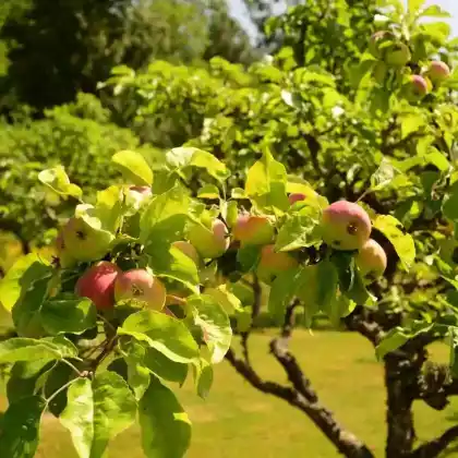 Foto von Sommerapfel 'Charlamowsky' (Malus 'Charlamowsky')