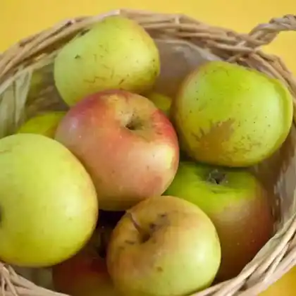 Foto von Apfel 'Edelborsdorfer' (Malus 'Edelborsdorfer')