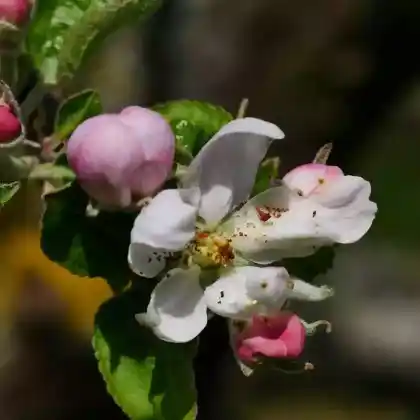Foto von Winterapfel 'Roter Eiserapfel' (Malus 'Roter Eiserapfel')