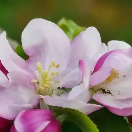 Foto von Apfel 'Luxemburger Triumph' (Malus 'Luxemburger Triumph')