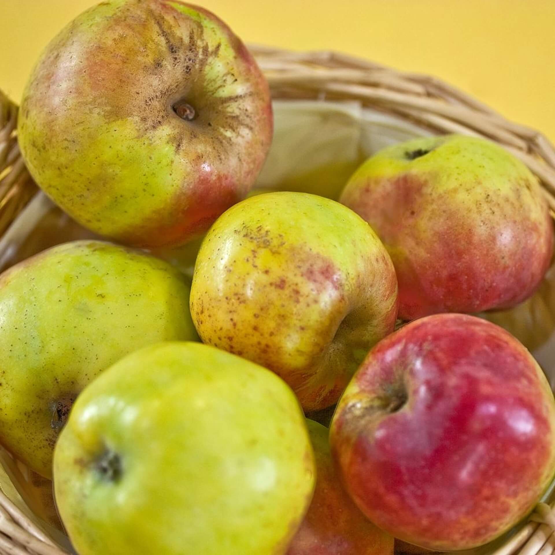 Apfel 'Luxemburger Renette' (Malus 'Luxemburger Renette')