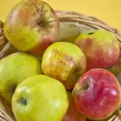 Foto von Apfel 'Luxemburger Renette' (Malus 'Luxemburger Renette')