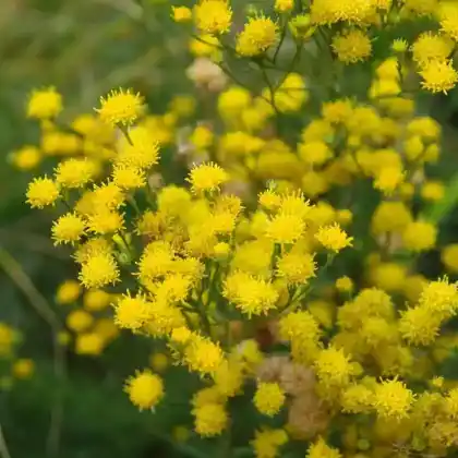 Foto von Goldhaar-Aster (Aster linosyris)