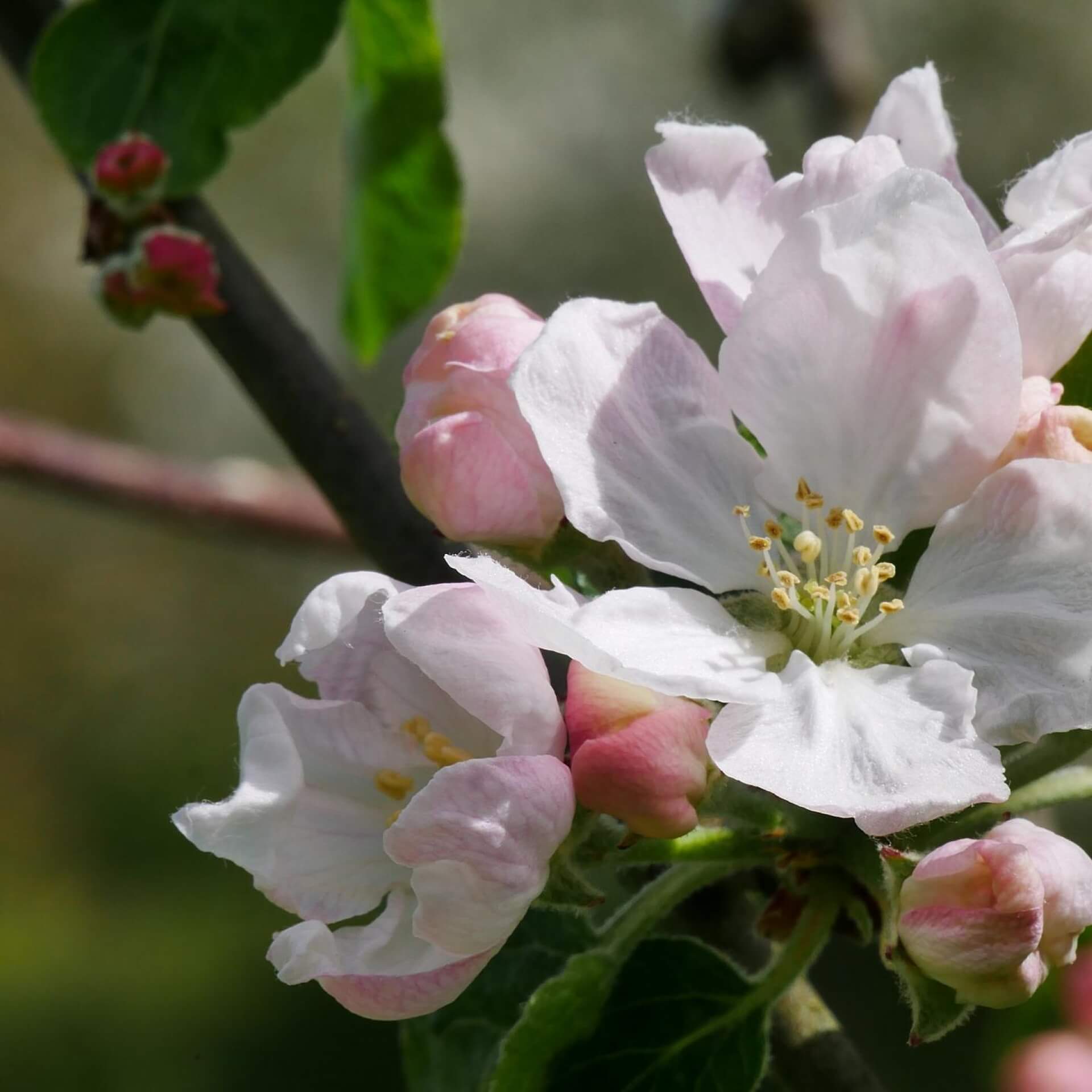 Apfel 'Erbachhofer Mostapfel' (Malus 'Erbachhofer Mostapfel')