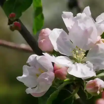 Foto von Apfel 'Erbachhofer Mostapfel' (Malus 'Erbachhofer Mostapfel')