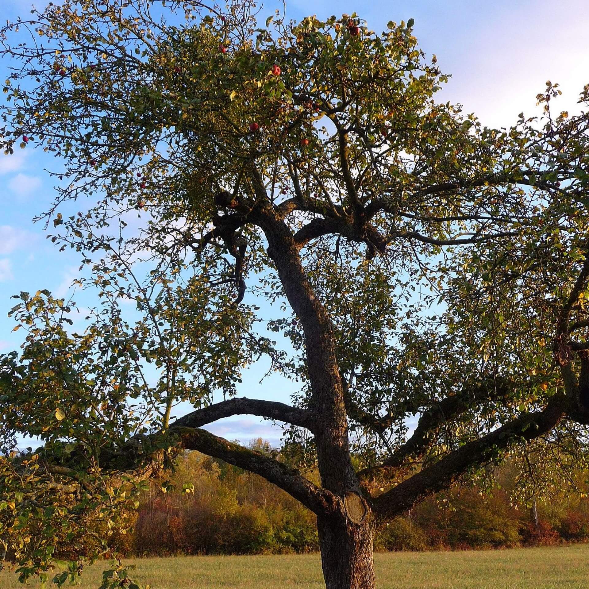 Apfel 'Roter Trierer Weinapfel' (Malus 'Roter Trierer Weinapfel')