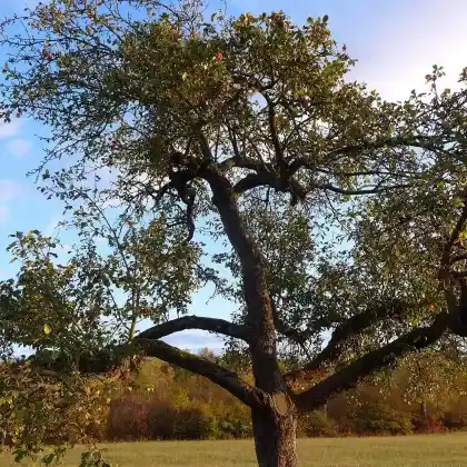 Foto von Apfel 'Roter Trierer Weinapfel' (Malus 'Roter Trierer Weinapfel')
