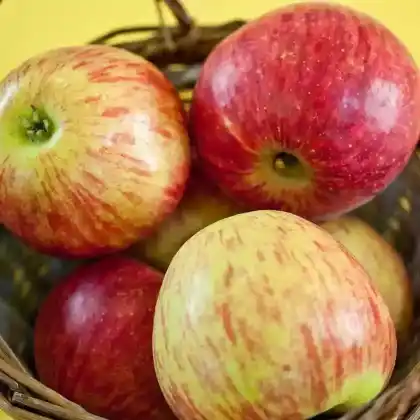 Foto von Winterapfel 'Gewürzluiken' (Malus 'Gewürzluiken')