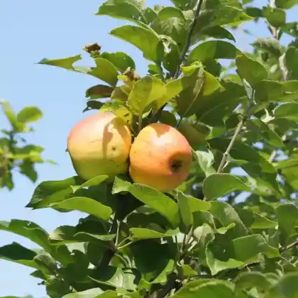Foto von Apfel 'Berlepsch' (Malus 'Berlepsch')