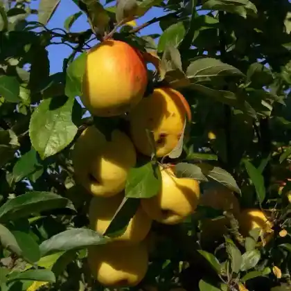 Foto von Winterapfel 'Bittenfelder' (Malus 'Bittenfelder')