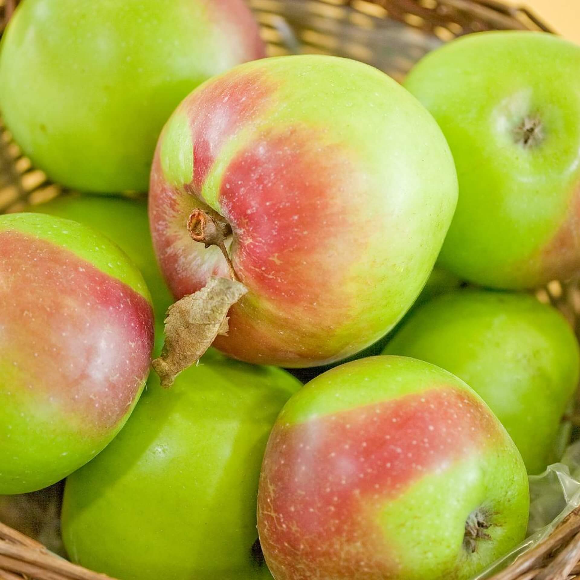 Apfel 'Brettacher Sämling' (Malus 'Brettacher Sämling')