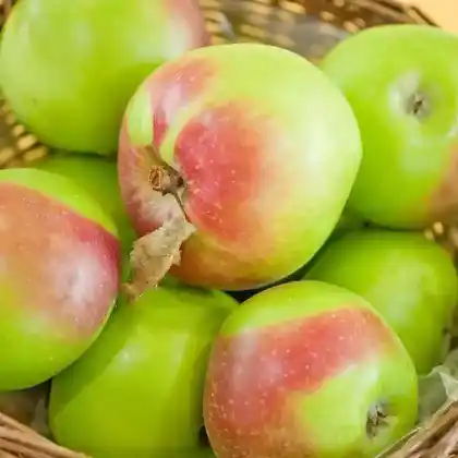 Foto von Apfel 'Brettacher Sämling' (Malus 'Brettacher Sämling')