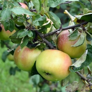Malus 'Brettacher Gewürzapfel'