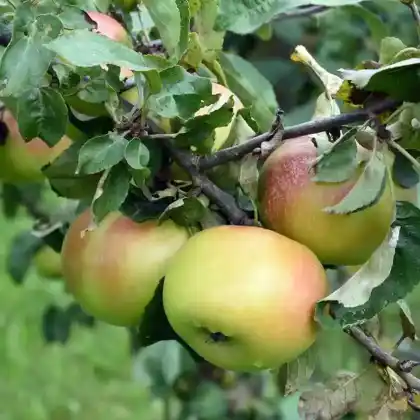 Foto von Apfel 'Brettacher Gewürzapfel' (Malus 'Brettacher Gewürzapfel')