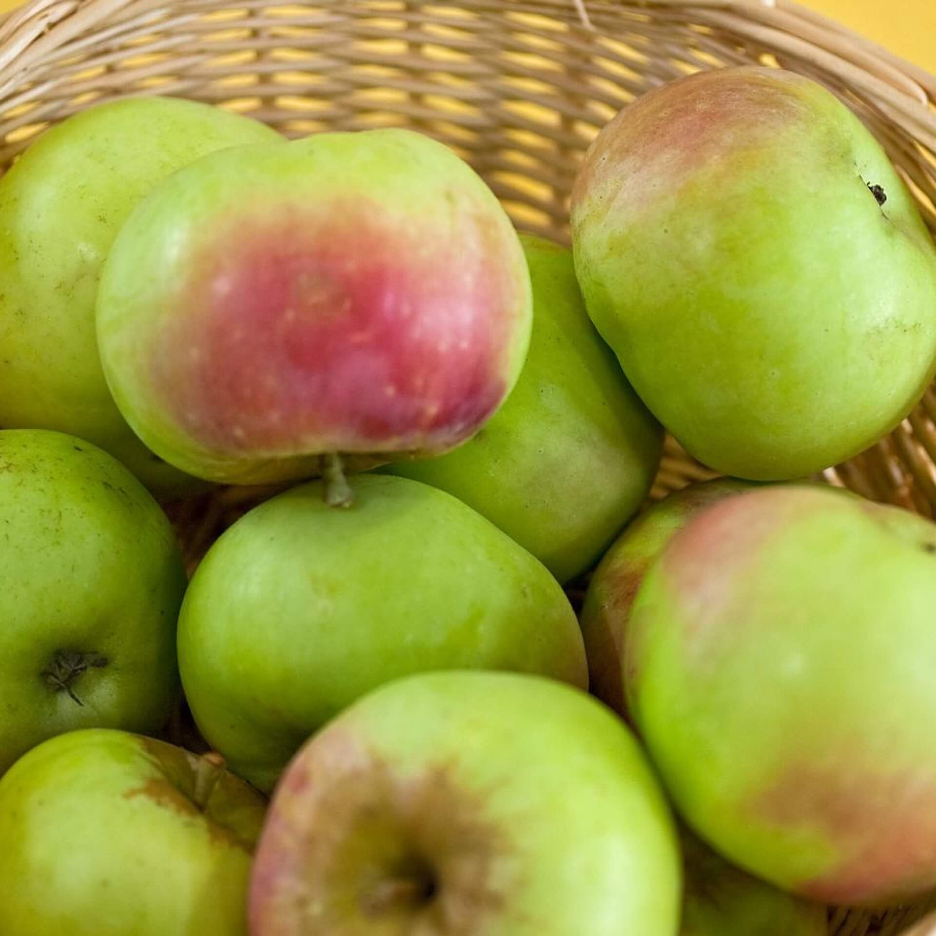 Winterapfel 'Champagnerrenette' (Malus 'Champagnerrenette')