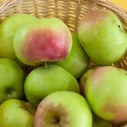 Foto von Winterapfel 'Champagnerrenette' (Malus 'Champagnerrenette')