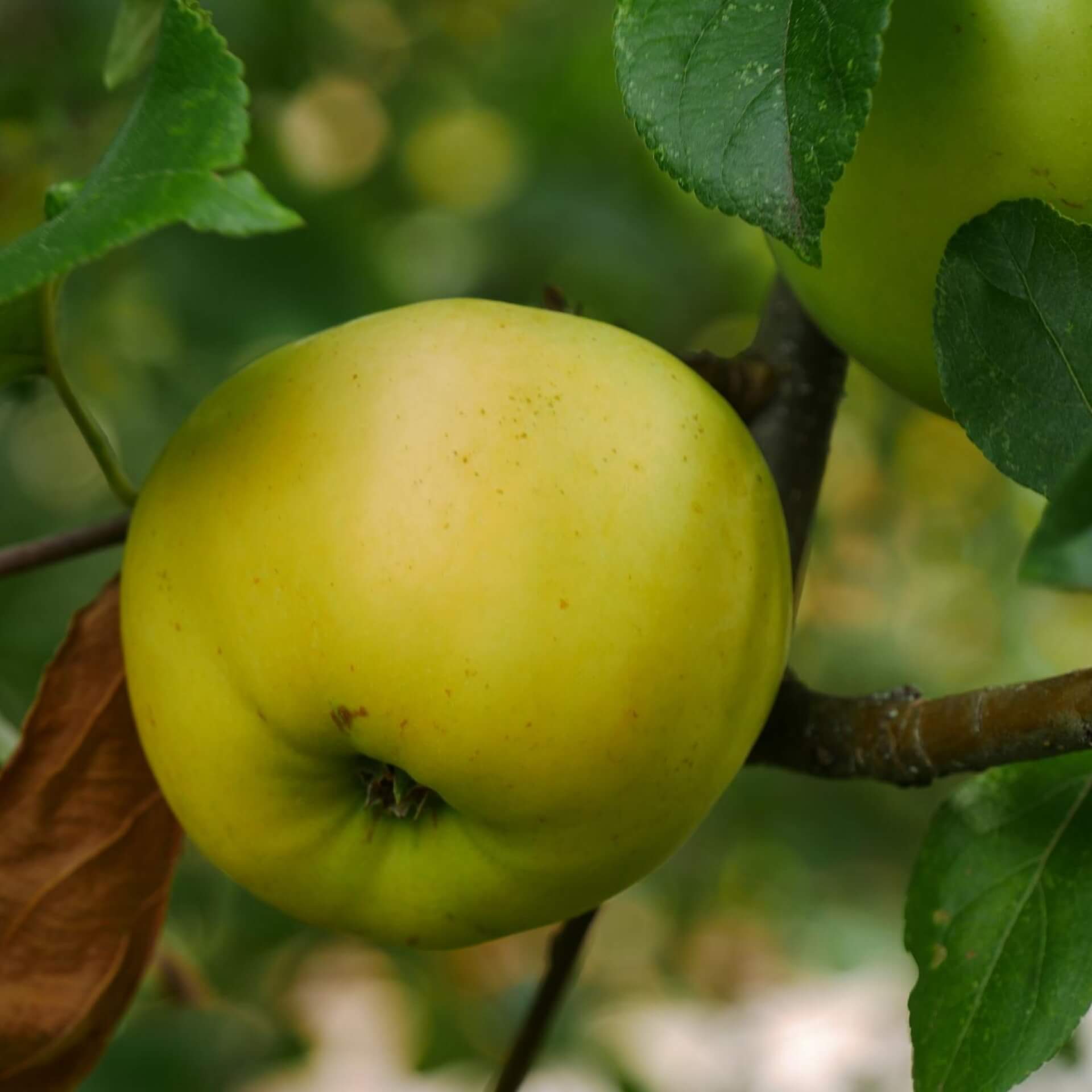 Herbstapfel 'Engelsberger Renette' (Malus 'Engelsberger Renette')