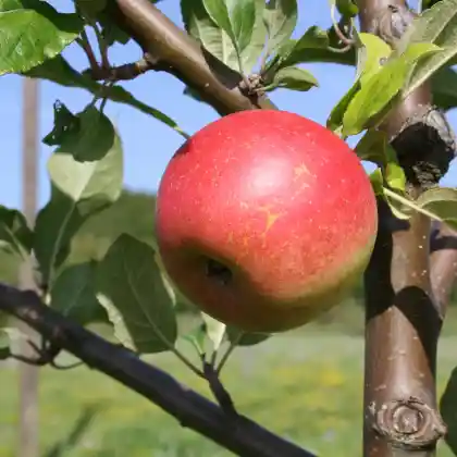 Foto von Herbstapfel 'Engelsberger Renette' (Malus 'Engelsberger Renette')