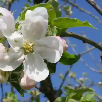 Foto von Herbstapfel 'Gehrers Rambur' (Malus 'Gehrers Rambur')