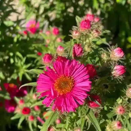 Foto von Raublatt-Aster 'Alma Pötschke' (Aster novae-angliae 'Alma Pötschke')